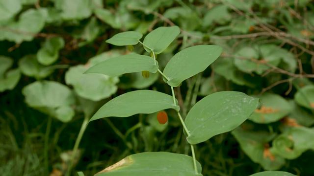 clasping twistedstalk - Streptopus amplexifolius. Identification and characteristics