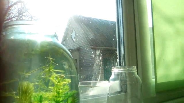 Аквариум в 3х литровой банке смотреть онлайн