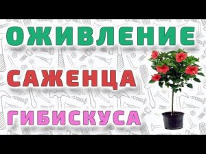Как оживить умирающий саженец