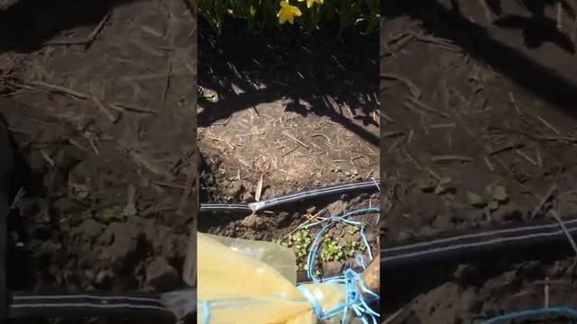 Клубника Купчихи, Кабрилла, Мара де Буа на 29 апреля 2021 г. смотреть онлайн