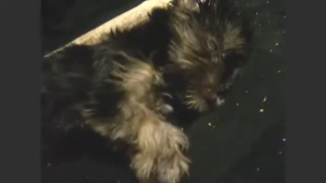 Щенок спит и видит сон ? смотреть онлайн