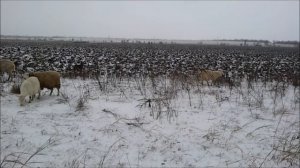 Бесплатное отопление из земли? Замер геотермального тепла. Ч. 1.