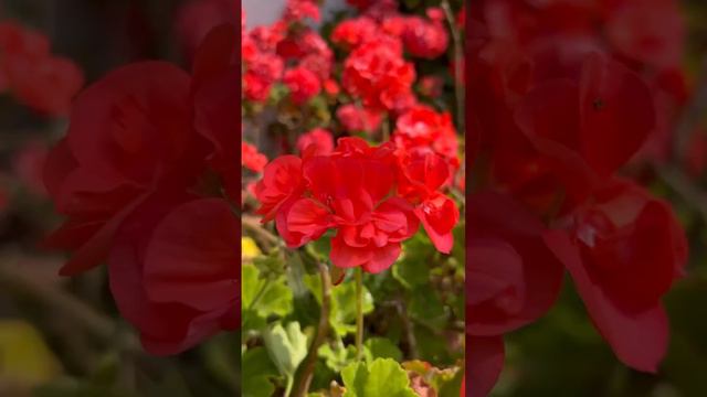 Beautiful Geranium Flowers 🌸 🌿♥️💚#nature #flowerworld #geraniums #shortsviral