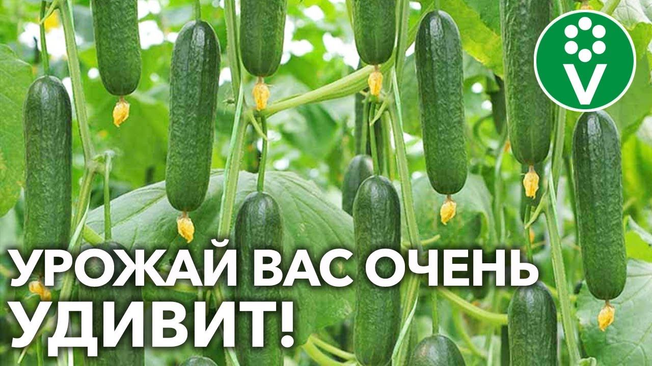 ПОДКОРМИТЕ ОГУРЦЫ ТАК ПРЯМО СЕЙЧАС! Всё о подкормках огурцов во время плодоношения!