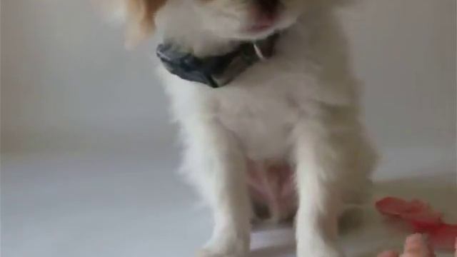 MATTAKUSHI смотреть онлайн