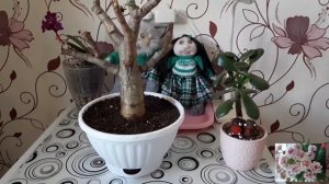 КОМНАТНЫЕ ЦВЕТЫ.