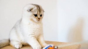 БРИТАНСКИЕ И ШОТЛАНДСКИЕ КОТЫ. ОПИСАНИЕ. УХОД. ХАРАКТЕР