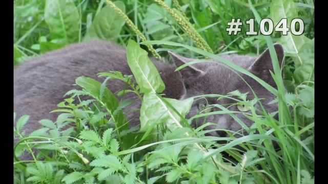 1040. Коты В мире животных