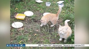 Кошка с котятами стали жертвами живодерства в Автозаводском районе