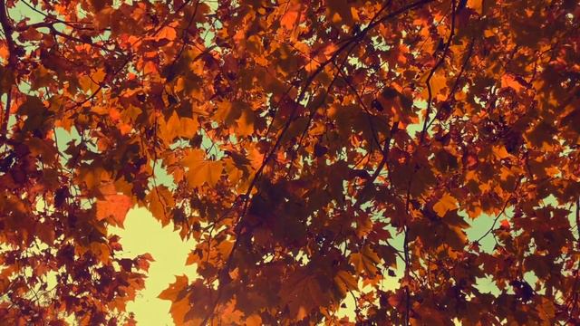 Vagif Mustafazadeh - Dusunce (Düşüncə HD) смотреть онлайн