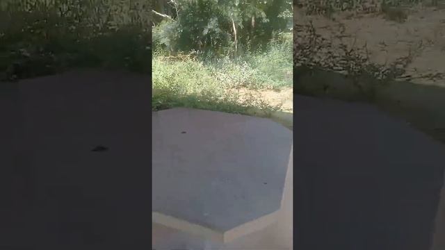 Сняла дерево какао в Бразилии смотреть онлайн