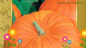 Тыква крупноплодная Целебная. Краткий обзор, описание характеристик, где купить семена Tselebnaya