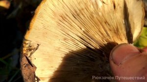 Груздь чёрный или чернушка. Как выглядит и где собирать