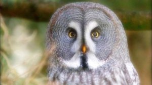 Туш табири - Тушда бойугли куриш