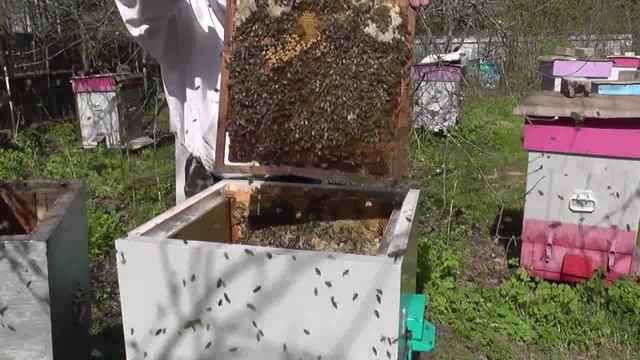 Весенние    работы    на  пасеке  (  часть 2   )