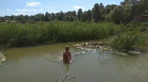 Нимфеи.Кувшинки.Как растут кувшинки.растения для пруда..mp4