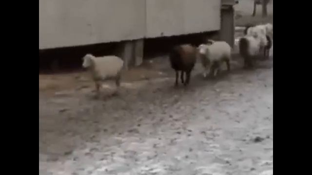 А у вас есть временная регистрация? смотреть онлайн