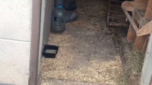 ЖИЗНЬ в ГЛУХОЙ ДЕРЕВНЕ. БЕЛАРУСЬ.  Купил КУРЫ НЕСУШКИ ПОРОДЫ ДОМИНАНТ #куры