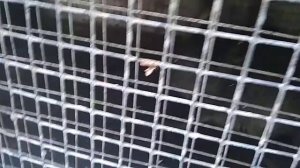 Чем кормить нутрию? Завтрак для нутрят. Содержание и разведение нутрий.