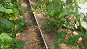 Томат Оранж Квин. Мой отзыв