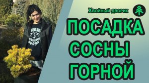 Посадка сосны горной, карликовой, жёлтой из контейнера в грунт на постоянное место роста!