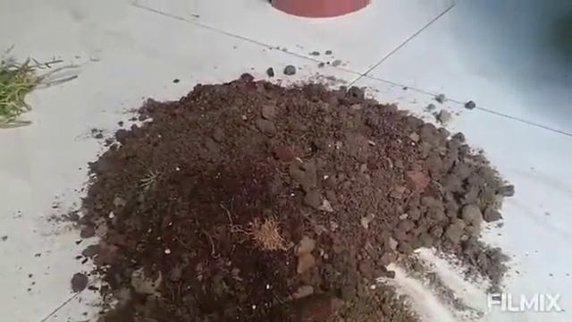 How to make hanging bottle of Moss rose plant || मोसेरोज प्लांट की हैंगिंग बॉटल कैसे बनाएं смотреть онлайн