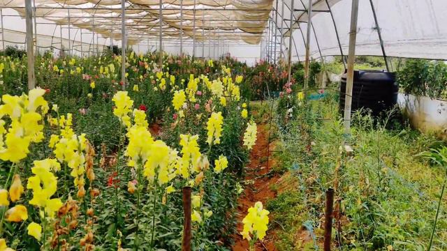 கொடைக்கானல்|Kodaikanal flower box unboxing |wedding photoshoot |Travel unboxing Tamil |pokey смотреть онлайн