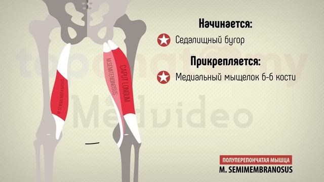 Мышцы бедра. Бедренный канал. Лакуны