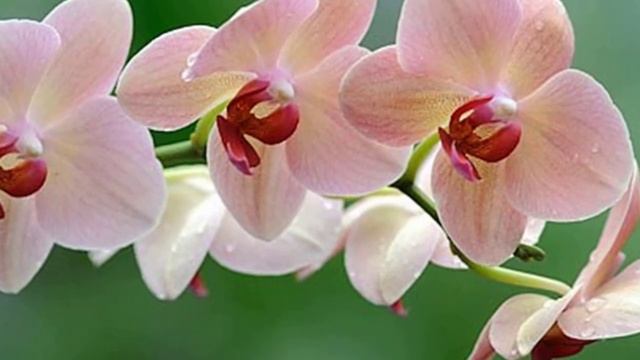 Когда, как и зачем пересаживать Фаленопсис? Пересадка орхидеи. Выбор горшка и грунта. смотреть онлайн