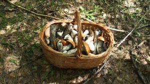 Сбор подосиновиков в Тверской области в июне. Поляна на десяток подосиновиков в елках