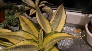 Джунгли в квартире.  Вечерний обзор моих сансевиерий и....моя "звёздная канарейка"