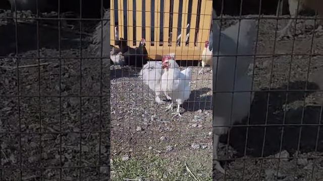 забой  петухов