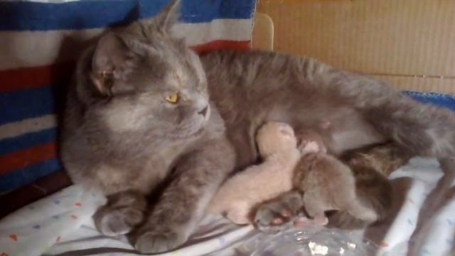 Новорожденные котята дерутся