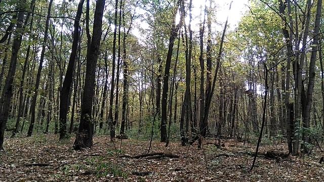 Утренний лес Сентября смотреть онлайн