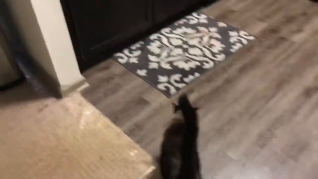 Нашёлся , искали с 7 утра, а нашли в 4 дня =^..^= СИАМСКИЕ КОШКИ смотреть онлайн