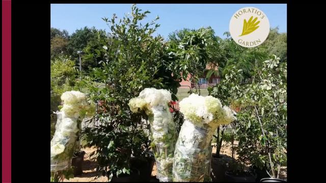 Building a Sanctuary Ashley Edwards, Horatio’s Garden смотреть онлайн