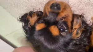 Осторожно! Клещ! Убираем клеща у собаки и кошки.