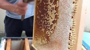 Матки от К. Пернера