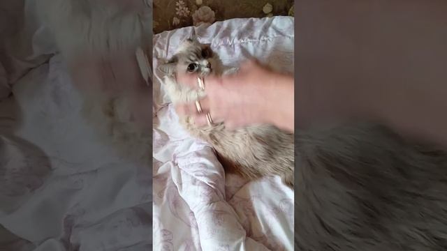 мама домогается до кошки смотреть онлайн