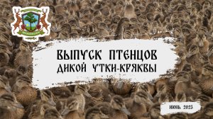 Экологическая акция по выпуску птенцов дикой утки-кряквы