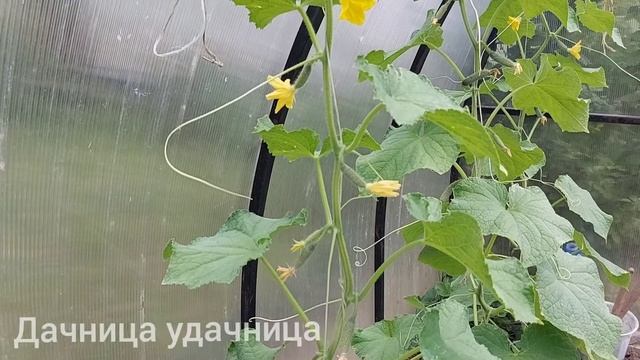 Завязи огурцов начали желтеть и опадать, исправляем ситуацию смотреть онлайн