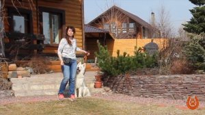 КАК НАУЧИТЬ СОБАКУ БЕЖАТЬ РЯДОМ С ВАМИ. #4