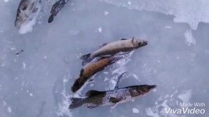 "РЫБАЛКА В КАРЕЛИИ" ОЧЕРЕДНАЯ ПРОВЕРКА СЕТЕЙ. НАКОНЕЦ ПРИШЛА ЗИМА.