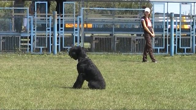 Зубашова Татьяна и ризеншнауцер Лорд ВН