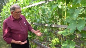 ТОП-10 урожайных сортов винограда. Рекомендации эксперта виноградаря Анатолия Сидоровича