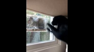 Милые животные_23