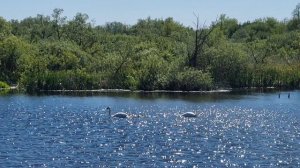 Белые лебеди.mp4