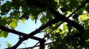Виноград на арке