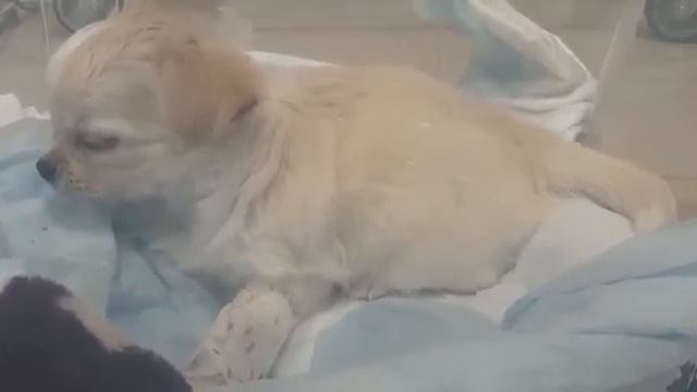 учащенное дыхание у щенка чихуахуа смотреть онлайн