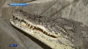 Крокодил Гена в батайской ИК-15 ГУФСИН РФ по РО (Первый канал).mp4